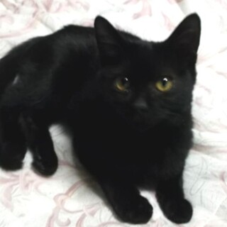 人間が大好きなメスの「モモちゃん」です。