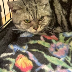 in名古屋市☆初ねこ☆猫達をオウチに迎えよう2026年1月11日（日）ちーむにゃいんず