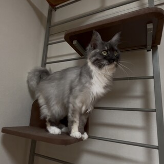 産後アレルギー体質になり泣く泣く募集します