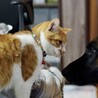 愛嬌抜群！甘えたボーイ サムネイル2