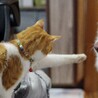 愛嬌抜群！甘えたボーイ サムネイル3