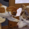 愛嬌抜群！甘えたボーイ サムネイル4