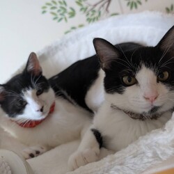 in江南市☆初ねこ☆猫達をオウチに迎えよう2026年1月11日（日）ちーむにゃいんず