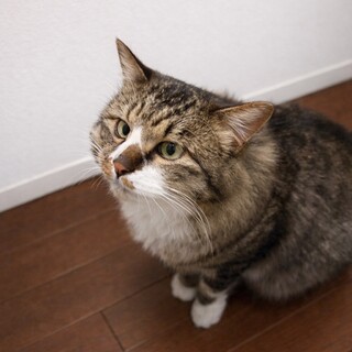 人懐こさ満点のモップくん