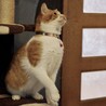 愛嬌抜群！甘えたボーイ サムネイル5
