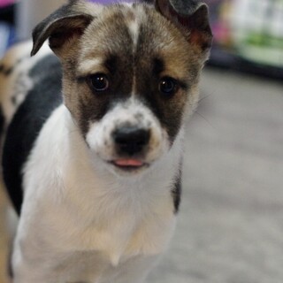 厳しいお外の世界で生き延びてきた３兄弟