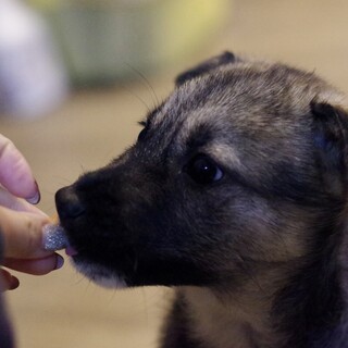 厳しいお外の世界で生き延びてきた３兄弟