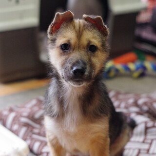 厳しいお外の世界で生き延びてきた３兄弟