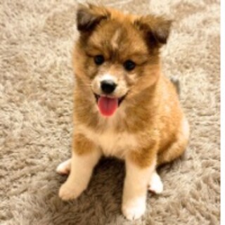 ぴー太☆元気いっぱい笑顔いっぱい