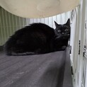 処分対象 飼主持込 おめめくりくり 黒猫