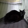 処分対象 飼主持込 おめめくりくり 黒猫 サムネイル2