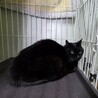処分対象 飼主持込 おめめくりくり 黒猫 サムネイル3