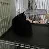 処分対象 飼主持込 おめめくりくり 黒猫 サムネイル4