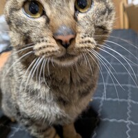 虎鉄（こてつ）