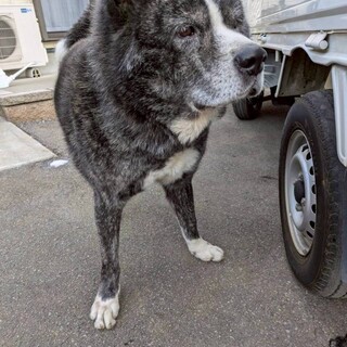 純血秋田犬　虎毛牡　