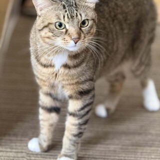 キジ白　さねみ君　 里親様募集中！