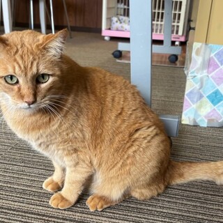 茶トラ　きょうじゅうろう君　 里親様募集中！