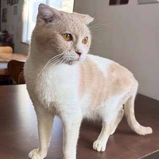 パステル茶白　ぎょうめい君　 里親様募集中！