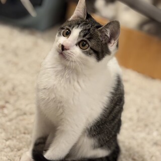 好奇心旺盛！おもちゃ大好きキジ白のキュー太郎3ヶ月