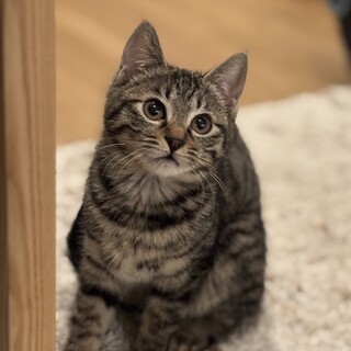 ぱっちりおめめキジトラのはっちゃん3ヶ月