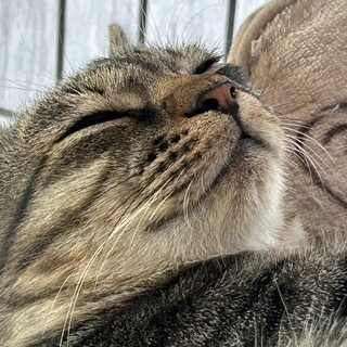 イケニャンです！キジトラのうずらくん❤️