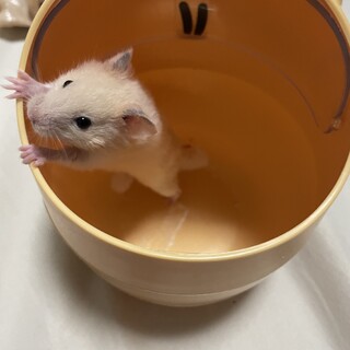 ハムスター里親募集