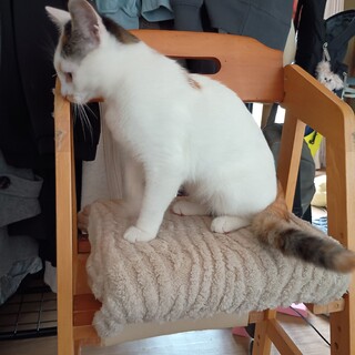 抱っこが大好きな生後半年の女の子　しまミケ