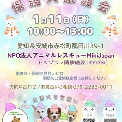 保護犬の譲渡会開催します
