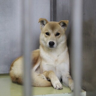 子犬っぽさが残る顔立ちの【冬真（とうま）】くん