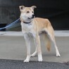 子犬みたいな顔立ちが可愛い【冬真（とうま）】くん