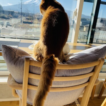 天気のいい日は富士山を眺めながら日向ぼっこをします。