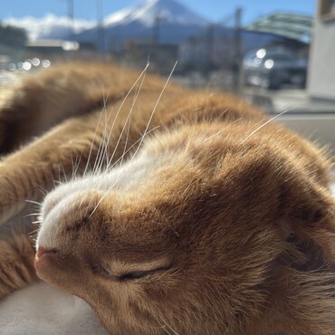 ポカポカですぐ寝ちゃうよ