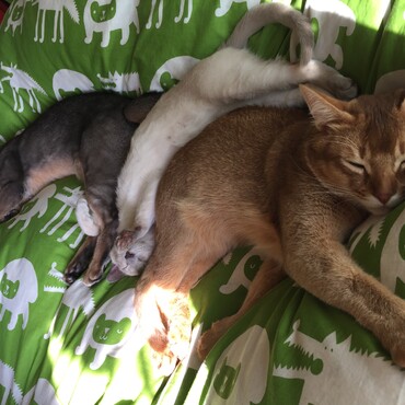 愛する我が家の猫たち❤︎