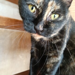 ご年配の方に。のんびり穏やかなサビ猫ちゃん 3歳