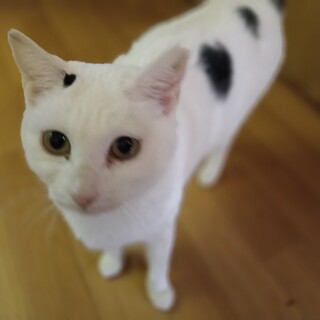 ご年配の方の1匹飼いに。穏やかな シロちゃん 3歳