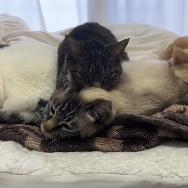 もえニャのカバー写真