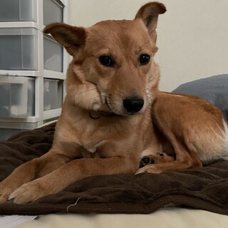 美人で人懐こい雑種のりんちゃん