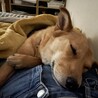 美人で人懐こい雑種のりんちゃん サムネイル6