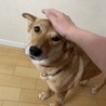 美人で人懐こい雑種のりんちゃん サムネイル5