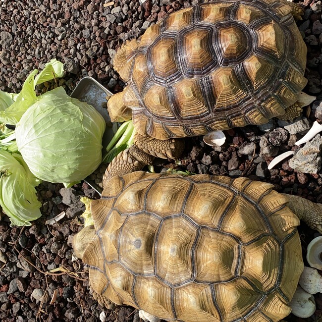 ニシムラケンヤのカバー写真