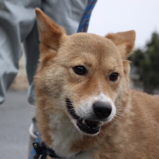 優しいママ犬【莉彩（りさ）】ちゃん