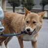 優しいママ犬【莉彩（りさ）】ちゃん サムネイル4