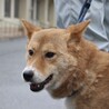 優しいママ犬【莉彩（りさ）】ちゃん サムネイル6