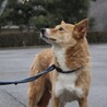 優しいママ犬【莉彩（りさ）】ちゃん サムネイル7