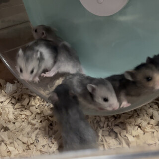 ゴールデンハムスターの里親募集