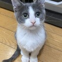可愛い男の子