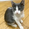 可愛い男の子 サムネイル3