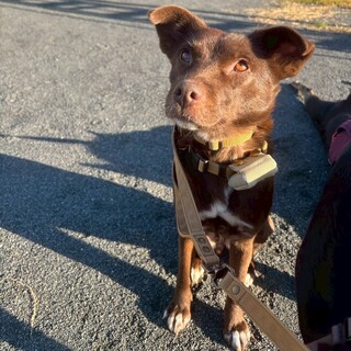 宮古島より。。甘えん坊のブラウニー