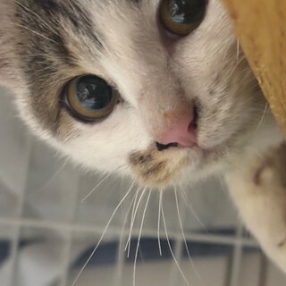 可愛い穏やかな　もねちゃん