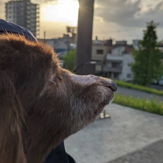 ゆきパピのカバー写真